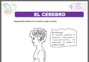 El cerebro para cuatro años