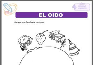 El oído para cuatro años