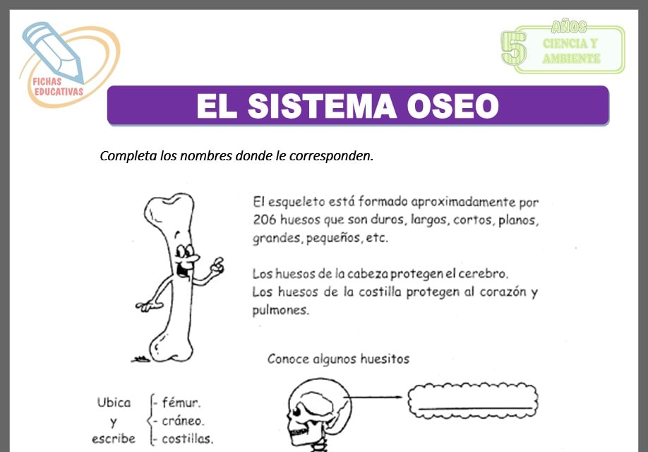 El sistema óseo para cinco años