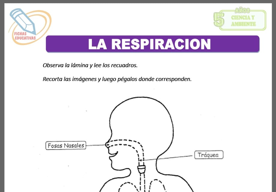La respiración para cinco años