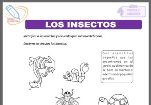 Los insectos para cuatro años