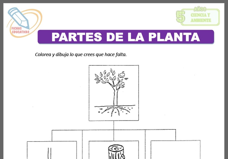 Partes de la planta para cinco años