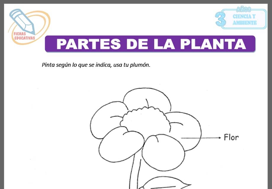 Partes de la planta para tres años