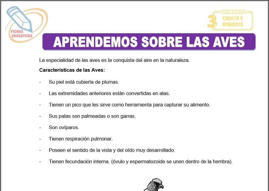 Aprendemos sobre las aves para tercero de primaria