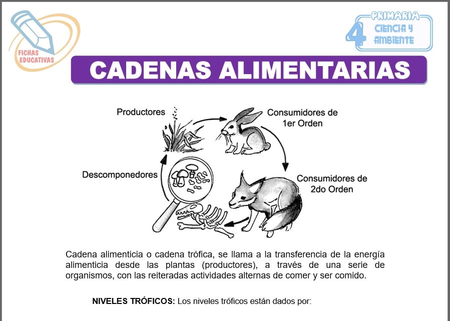 Cadenas alimentarias para cuarto de primaria