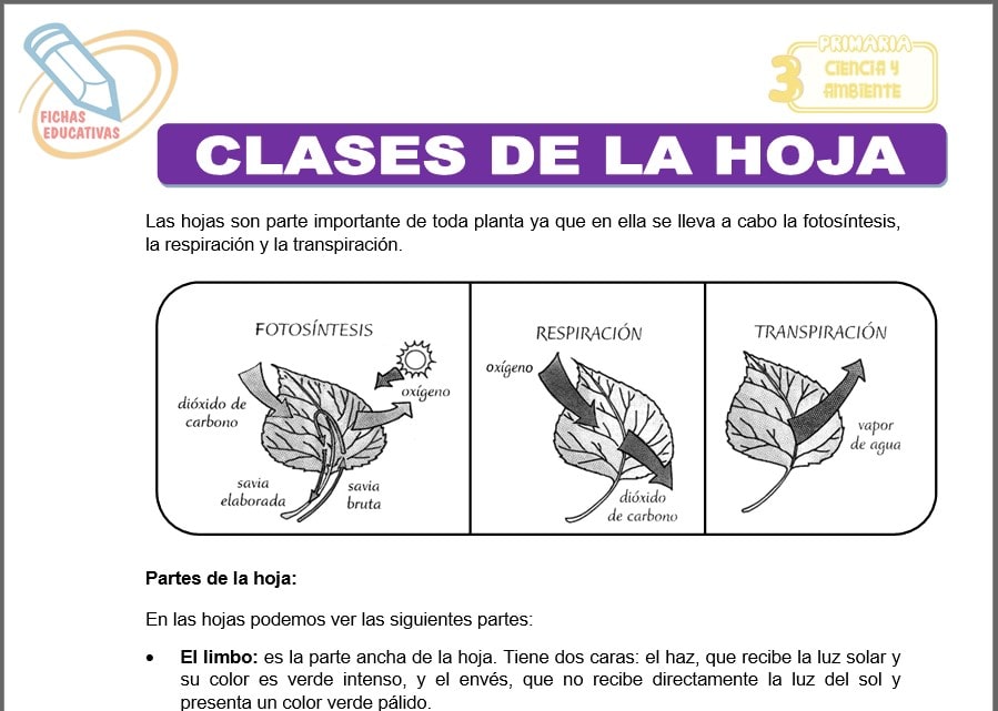 Clases de la hoja para tercero de primaria