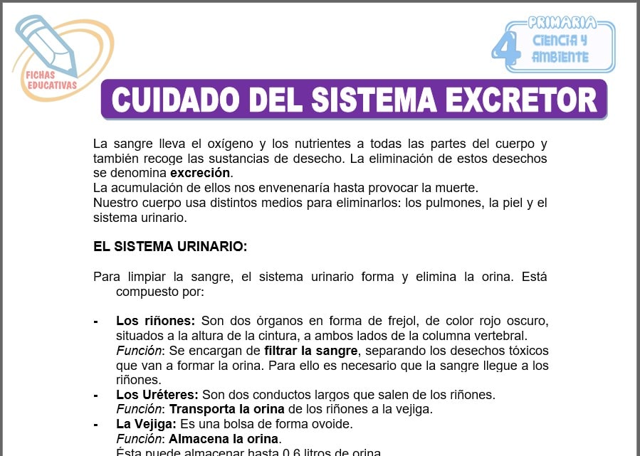 Cuidado del sistema excretor para cuarto de primaria