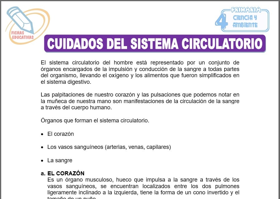 Cuidados del sistema circulatorio para cuarto de primaria