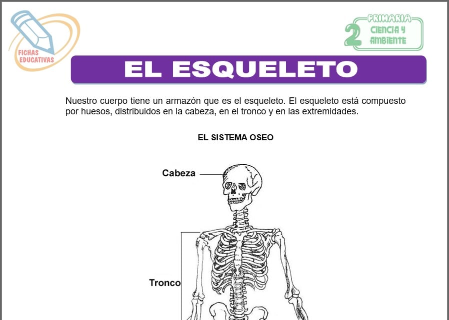 El esqueleto para segundo de primaria