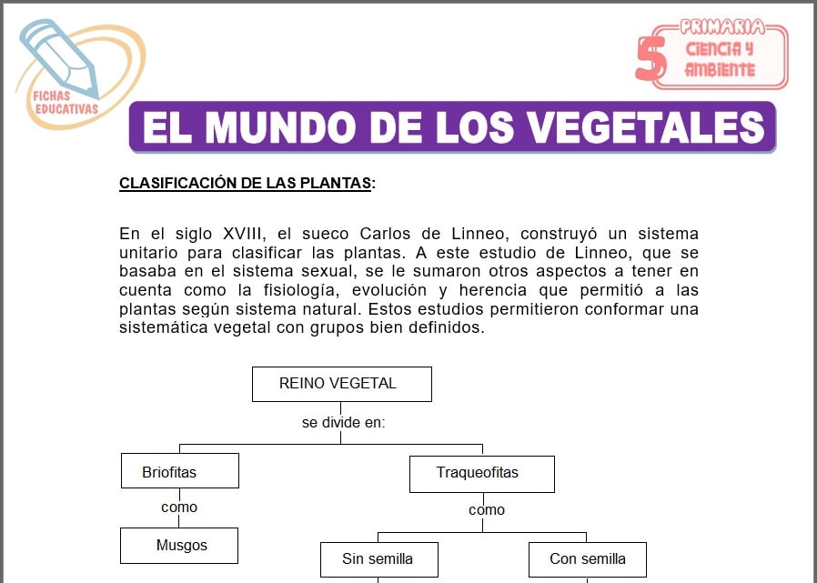El mundo de los vegetales para quinto de primaria