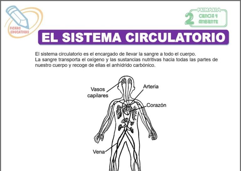 El sistema circulatorio para Segundo de Primaria