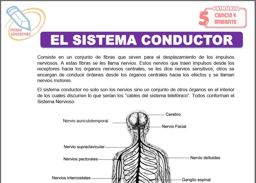 El sistema conductor para quinto de primaria