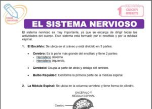 El sistema nervioso para primero de primaria
