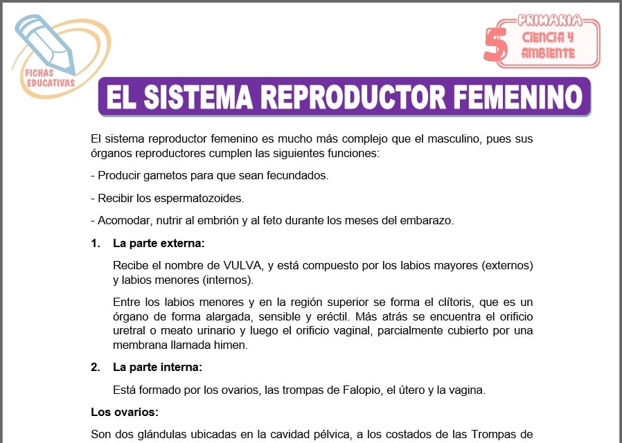 El sistema reproductor femenino para Quinto de Primaria El sistema reproductor femenino para quinto de primaria