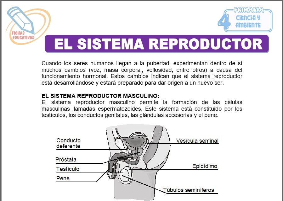 El sistema reproductor para cuarto de primaria