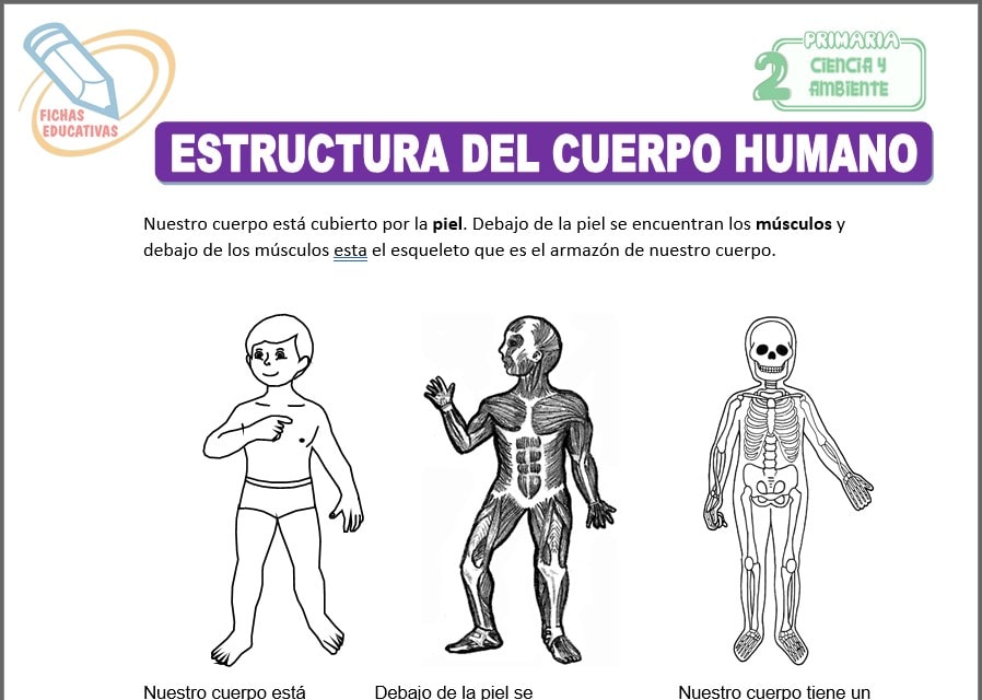 Estructura del cuerpo humano para segundo de primaria