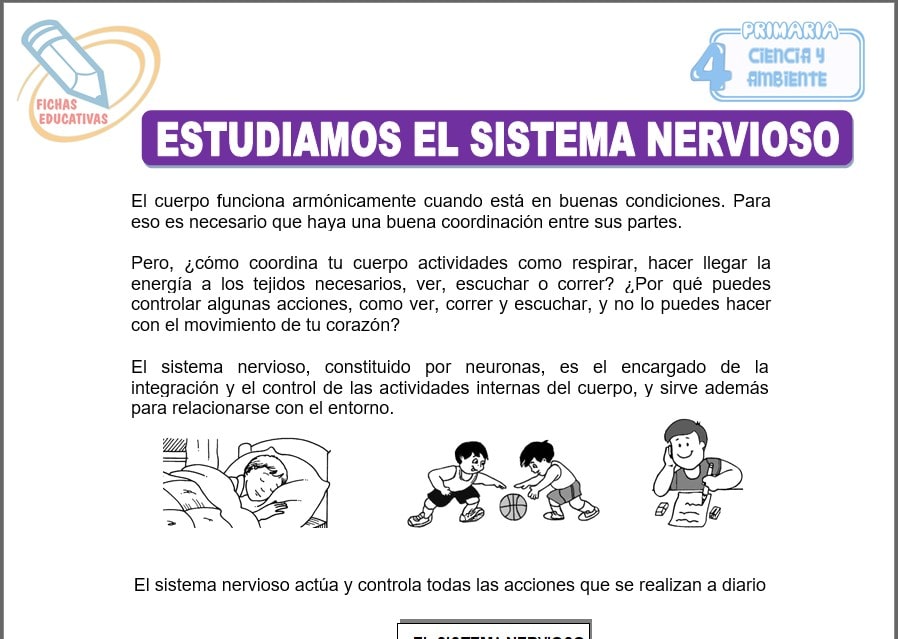 Estudiamos el sistema nervioso para cuarto de primaria