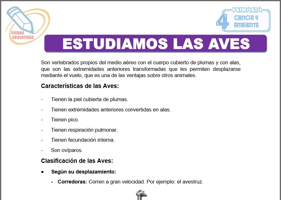 Estudiamos las aves para cuarto de primaria