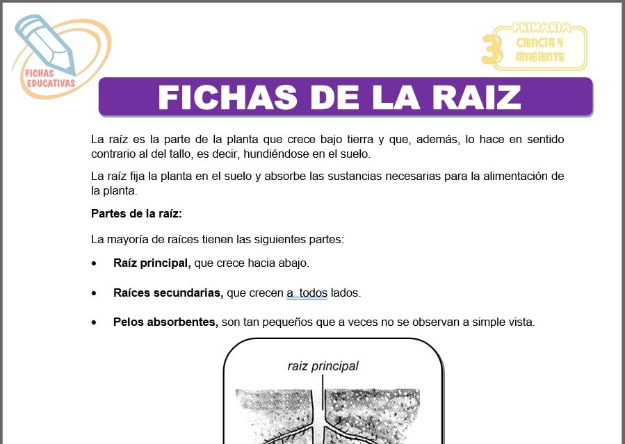 Fichas de la raíz para Tercero de Primaria Fichas de la raíz para tercero de primaria