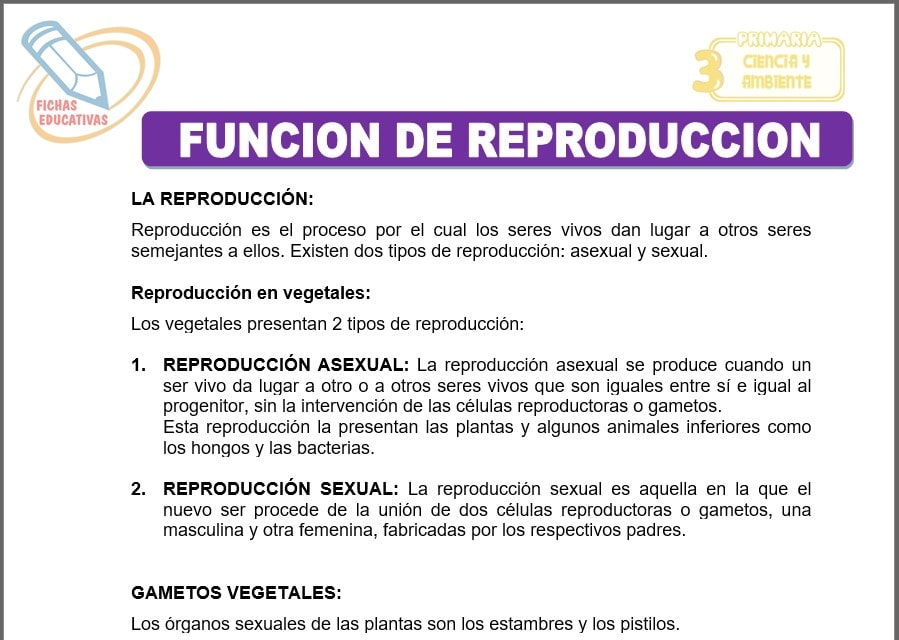 Función de reproducción para tercero de primaria