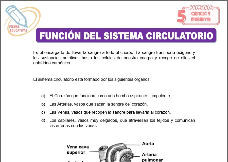 Función del sistema circulatorio para quinto de primaria