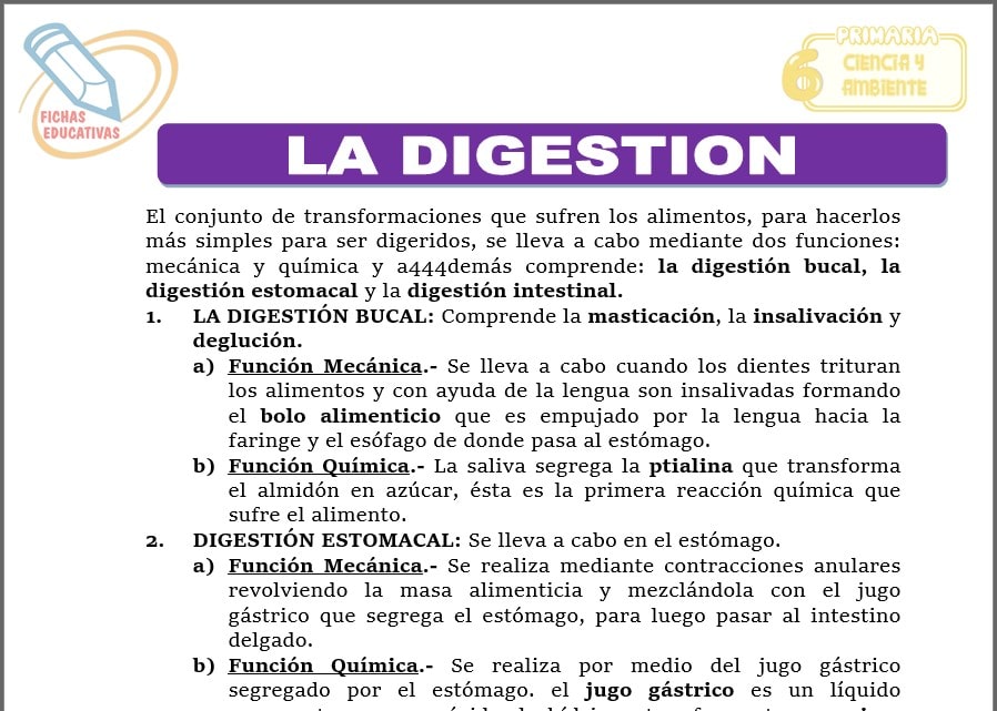 La digestión para sexto de primaria