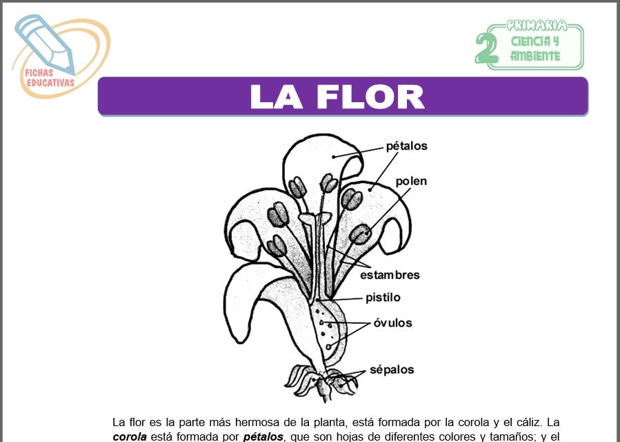 La flor para segundo de primaria