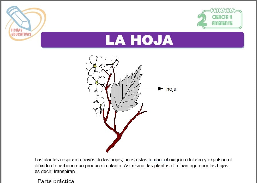 La hoja para segundo de primaria