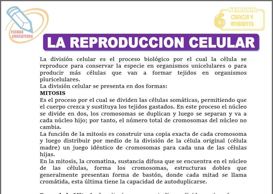 La reproducción celular para sexto de primaria