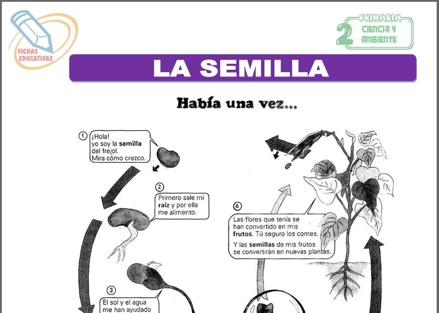 La semilla para Segundo de Primaria La semilla para segundo de primaria
