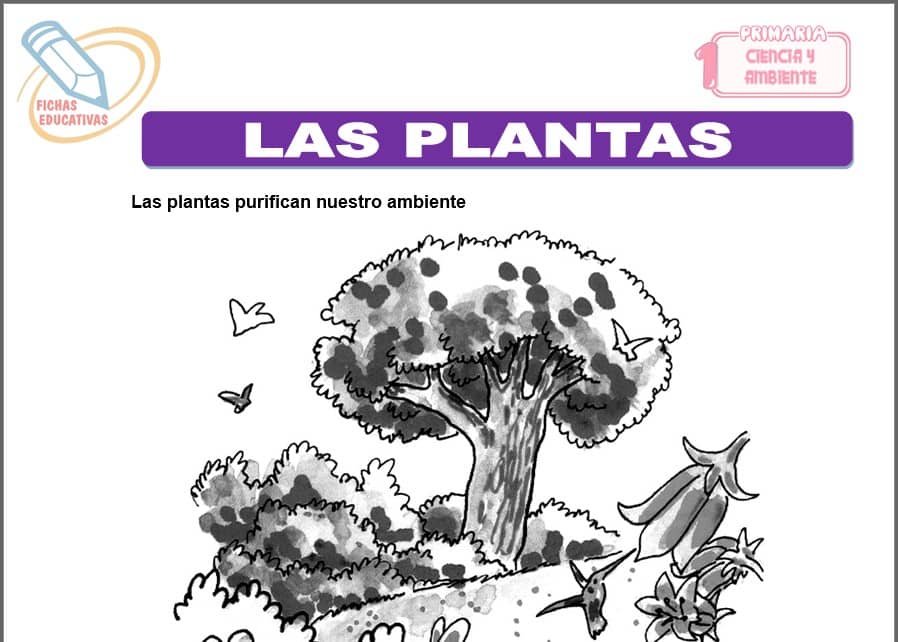 Las plantas para primero de primaria