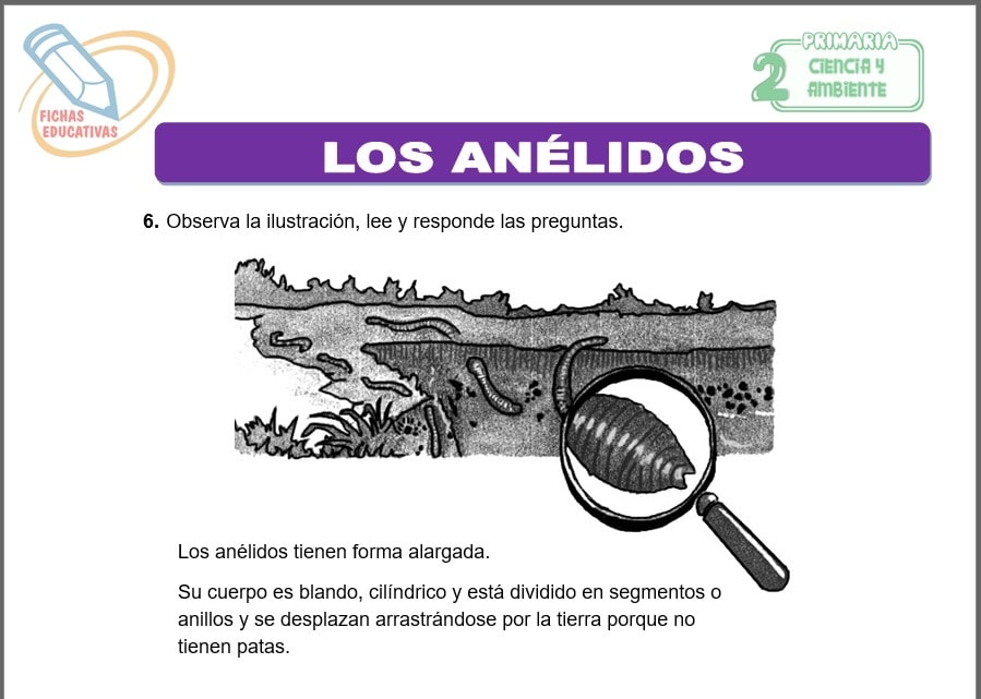 Los Anélidos para segundo de primaria