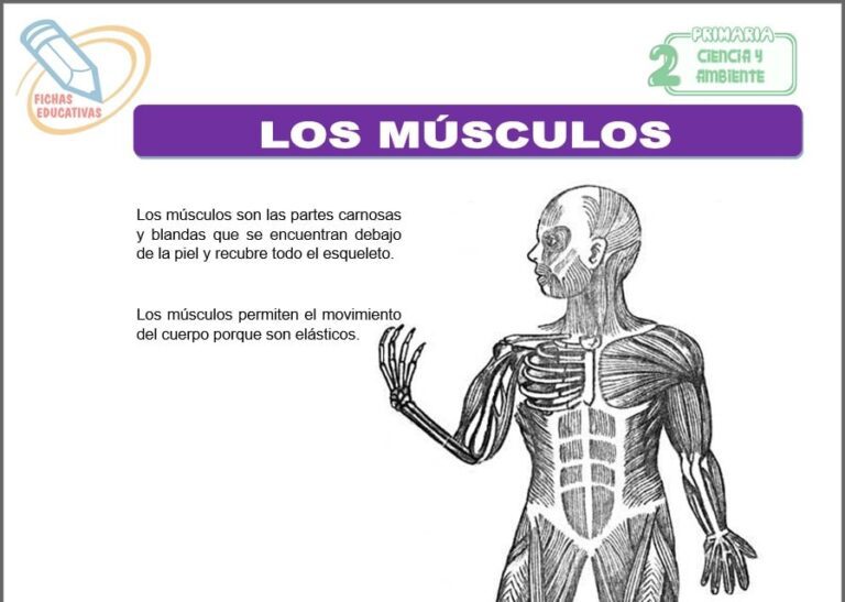 Los músculos para Segundo de Primaria Fichas Educativas