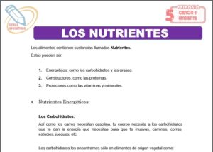 Los nutrientes para quinto de primaria