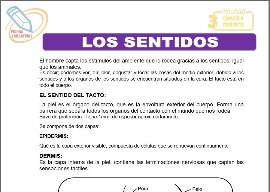 Los sentidos para tercero de primaria