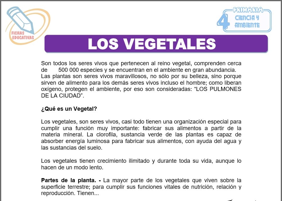 Los vegetales para cuarto de primaria