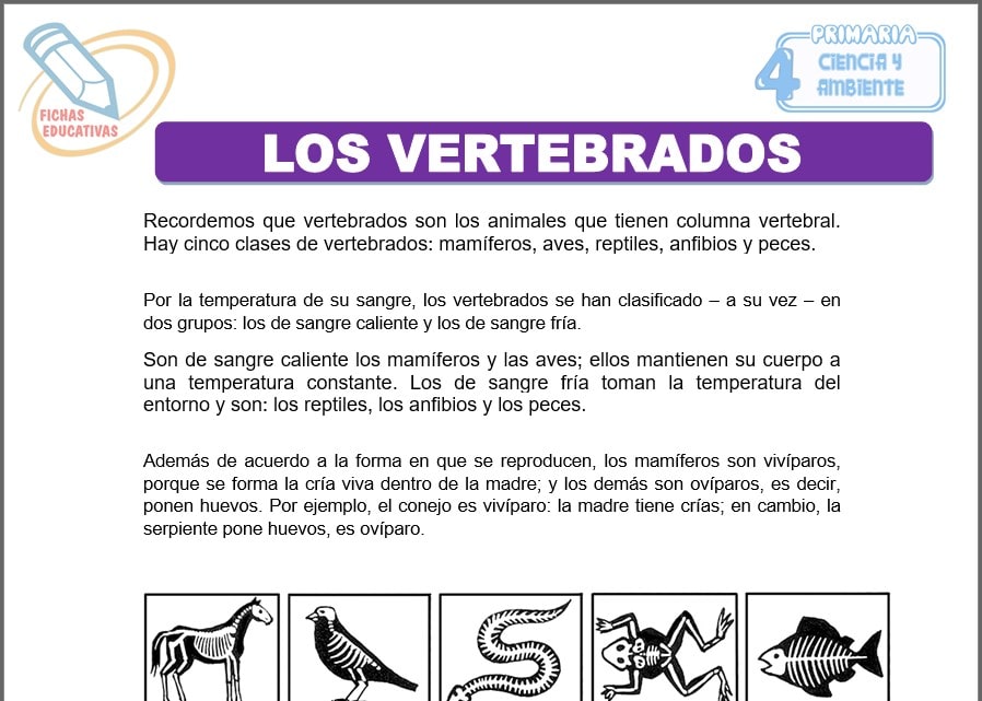 Los vertebrados para Cuarto de Primaria Los vertebrados para cuarto de primaria