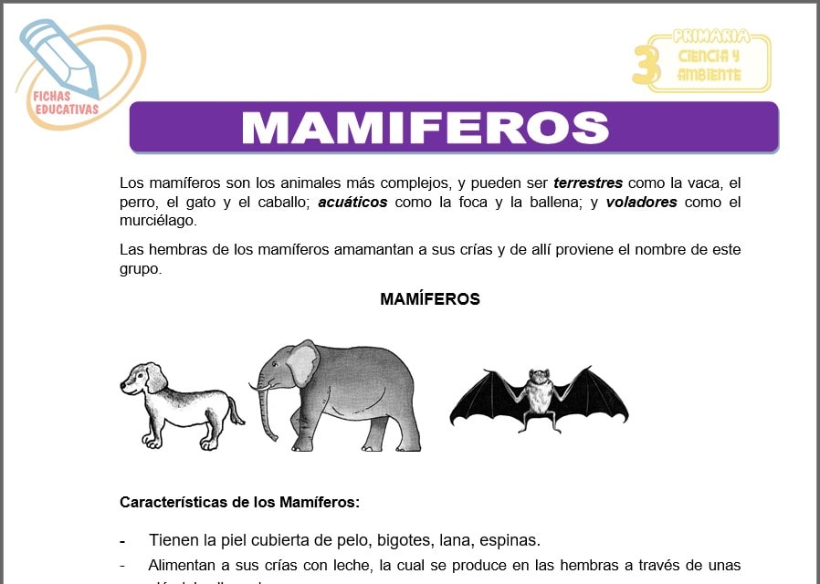 Mamíferos para tercero de primaria