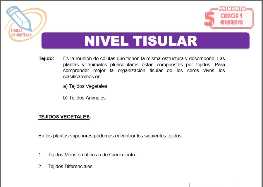 Nivel tisular para quinto de primaria