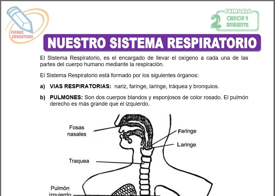Nuestro sistema respiratorio para segundo de primaria