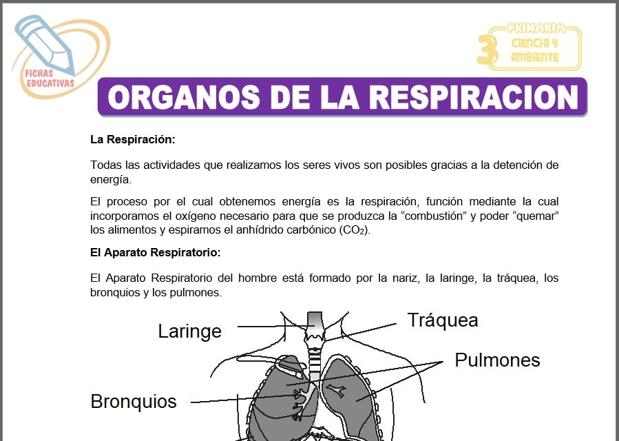 Órganos de la respiración para tercero de primaria