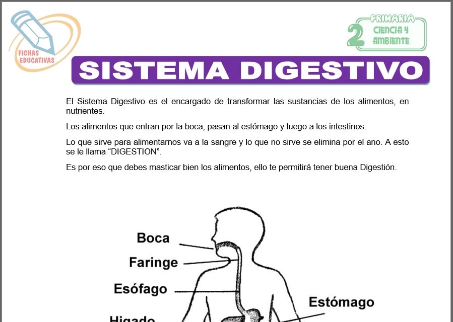 Sistema digestivo para segundo de primaria