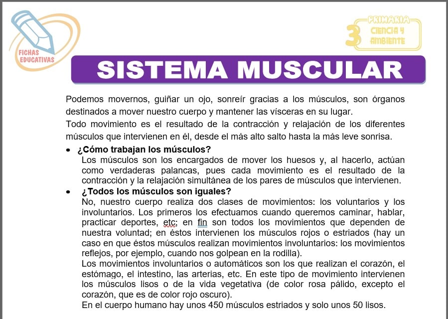 Sistema muscular para tercero de primaria