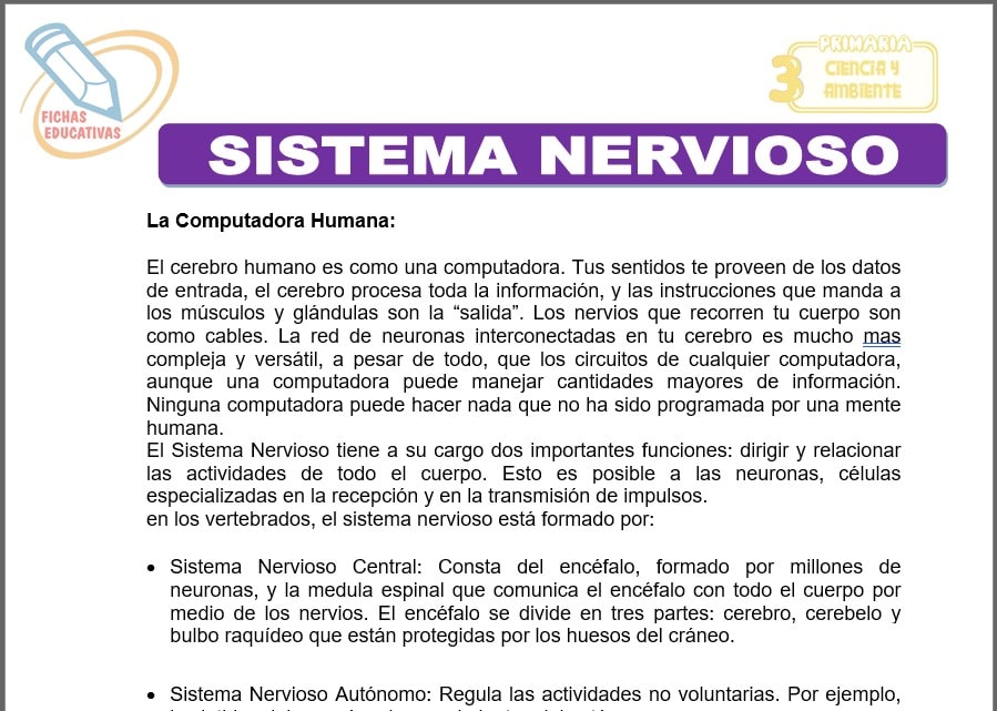 Sistema nervioso para tercero de primaria