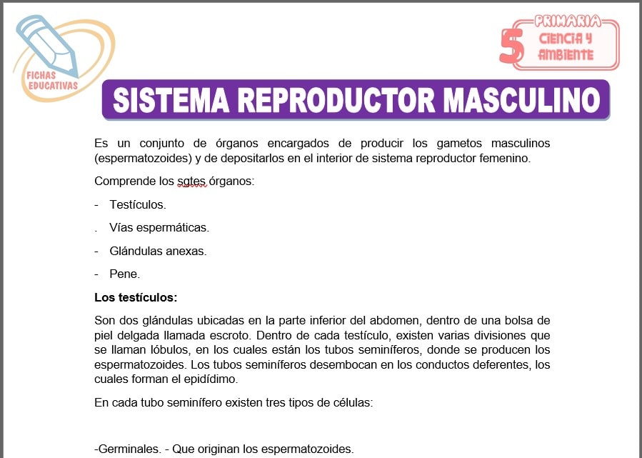 Sistema reproductor masculino para quinto de primaria