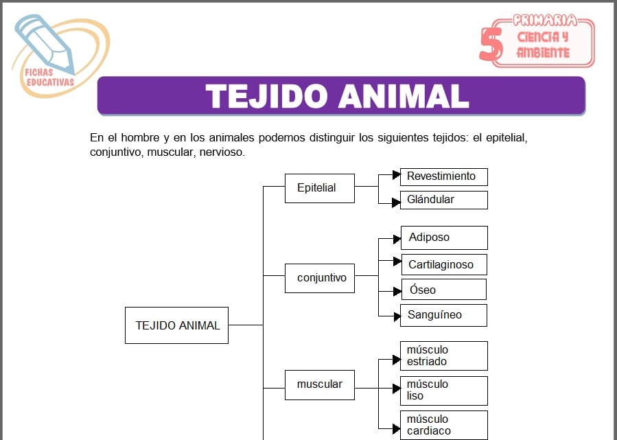 Tejido animal para quinto de primaria