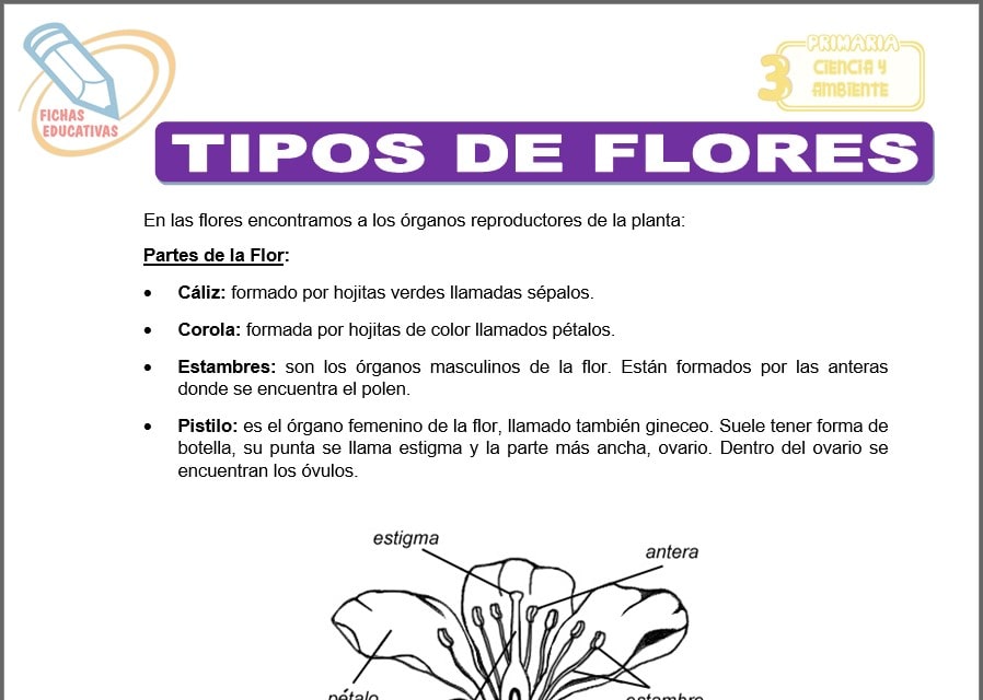 Tipos de flores para Tercero de Primaria Tipos de flores para tercero de primaria