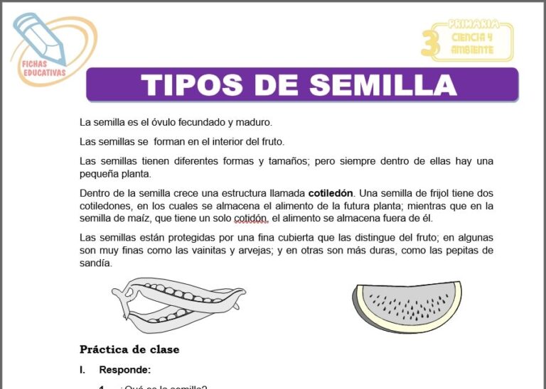 Tipos de semilla para Tercero de Primaria - Fichas Educativas