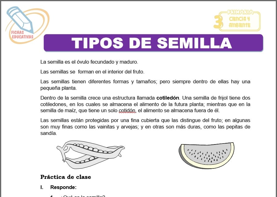 Tipos de semilla para tercero de primaria