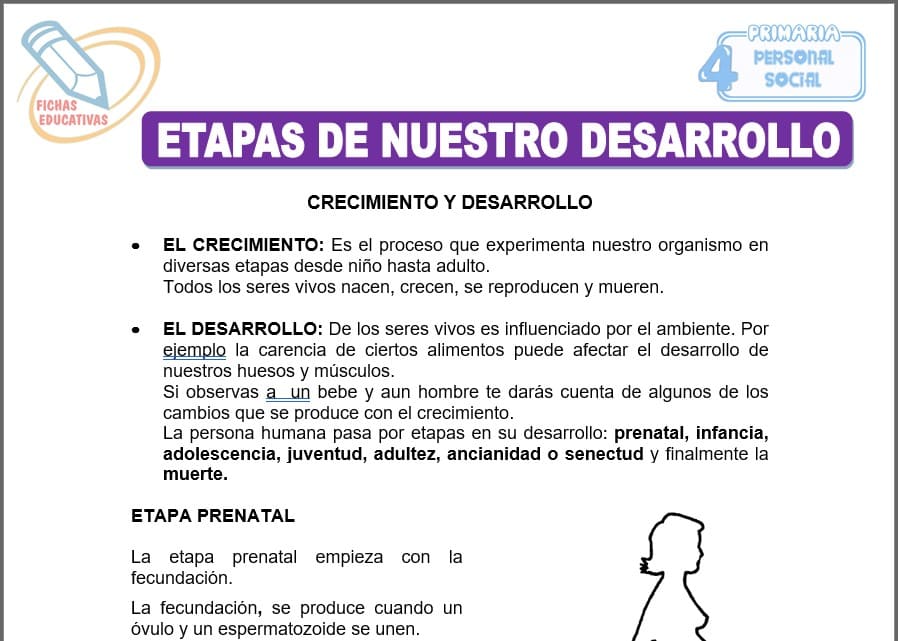 Etapas de nuestro desarrollo para cuarto de primaria
